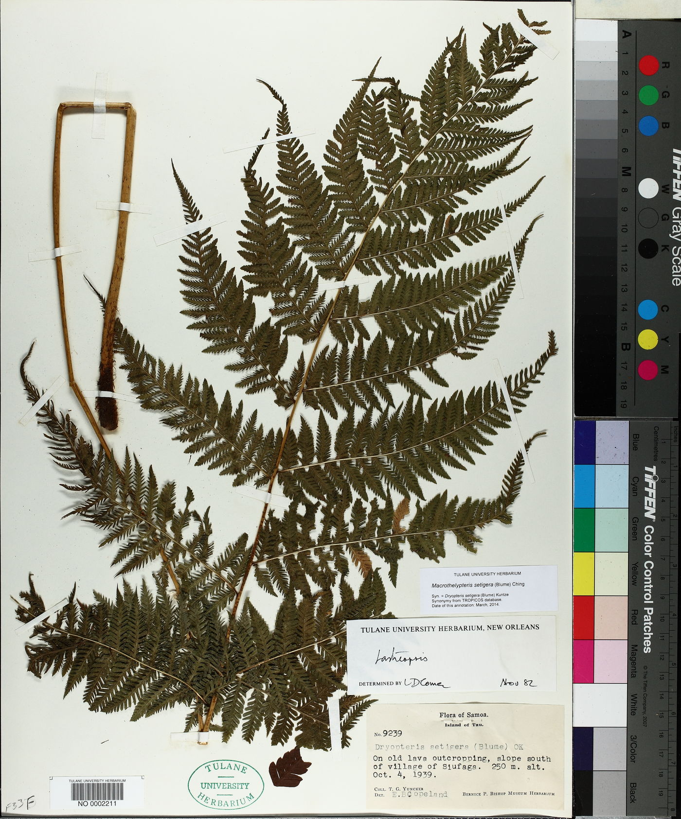 Macrothelypteris setigera image