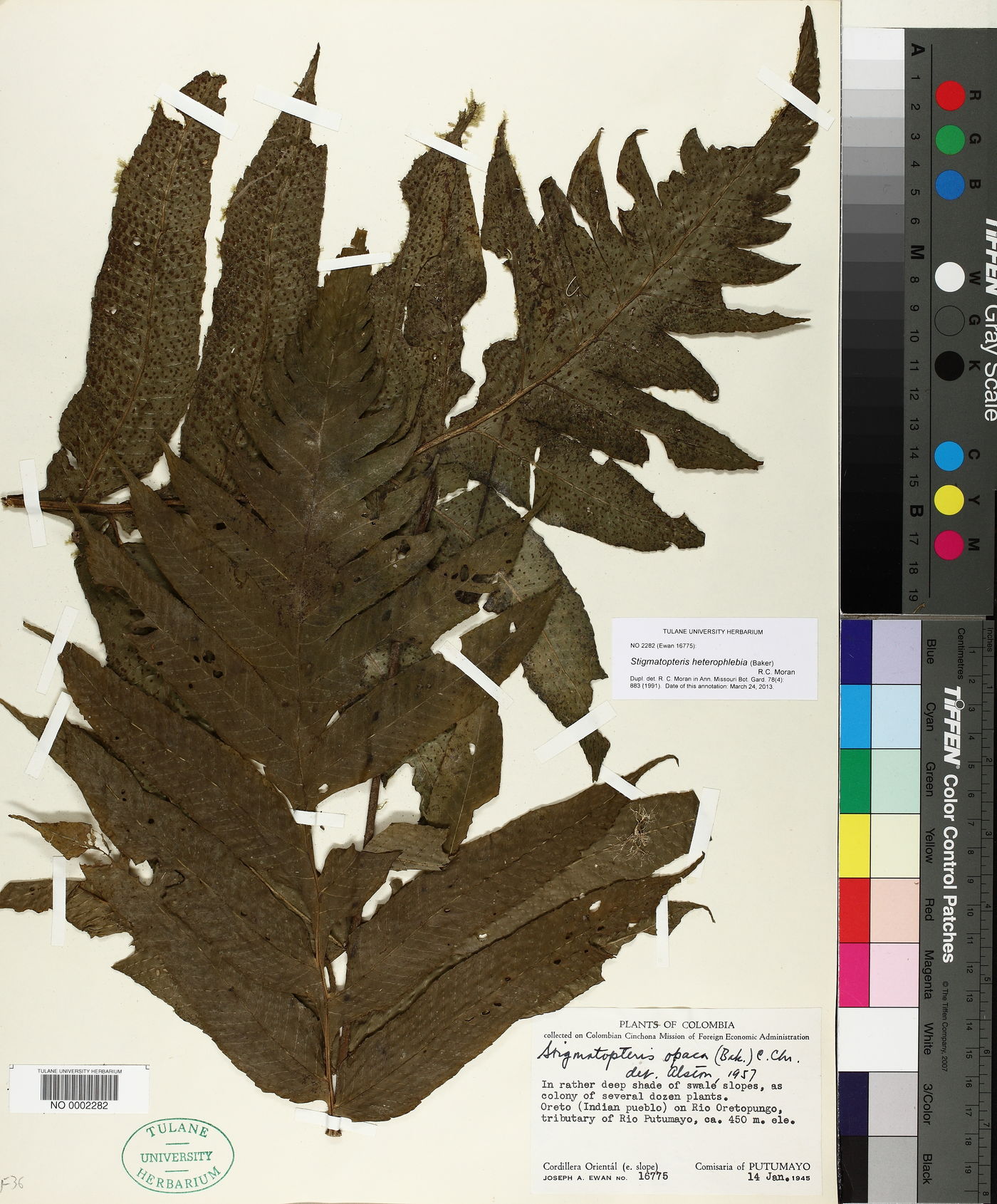 Stigmatopteris heterophlebia image
