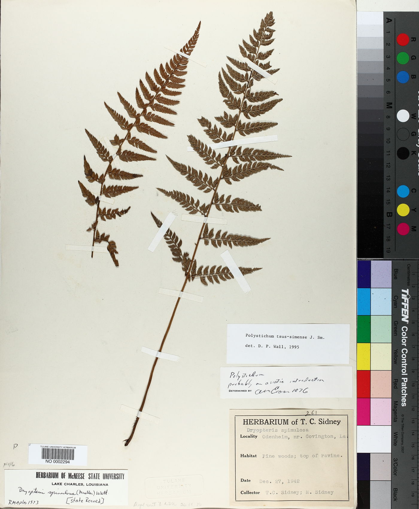 Polystichum tsus-simense image
