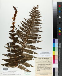 Polystichum braunii image