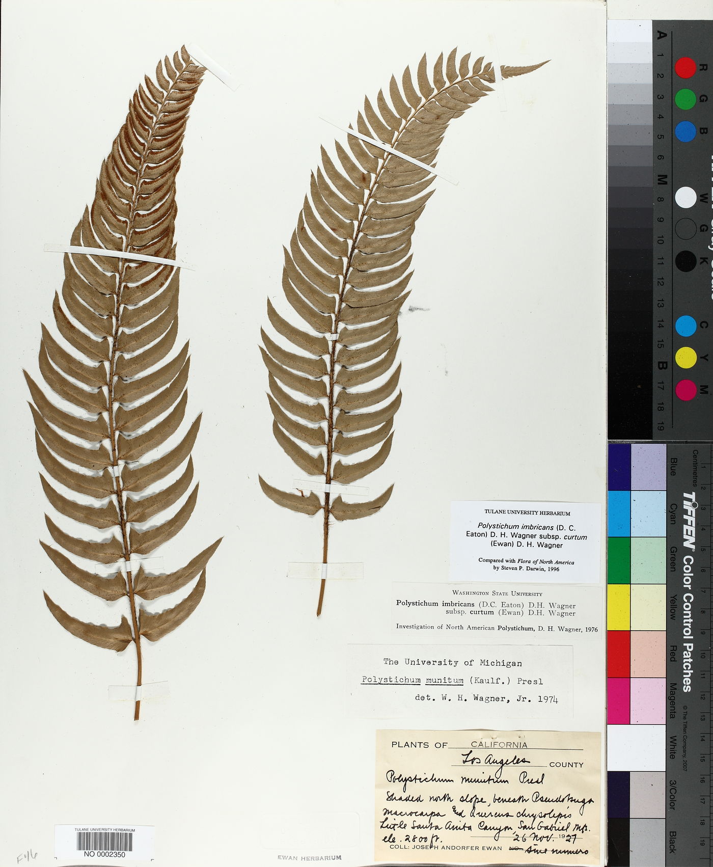 Polystichum imbricans subsp. curtum image