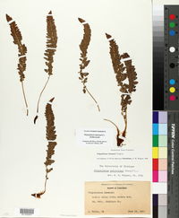 Polystichum lemmonii image