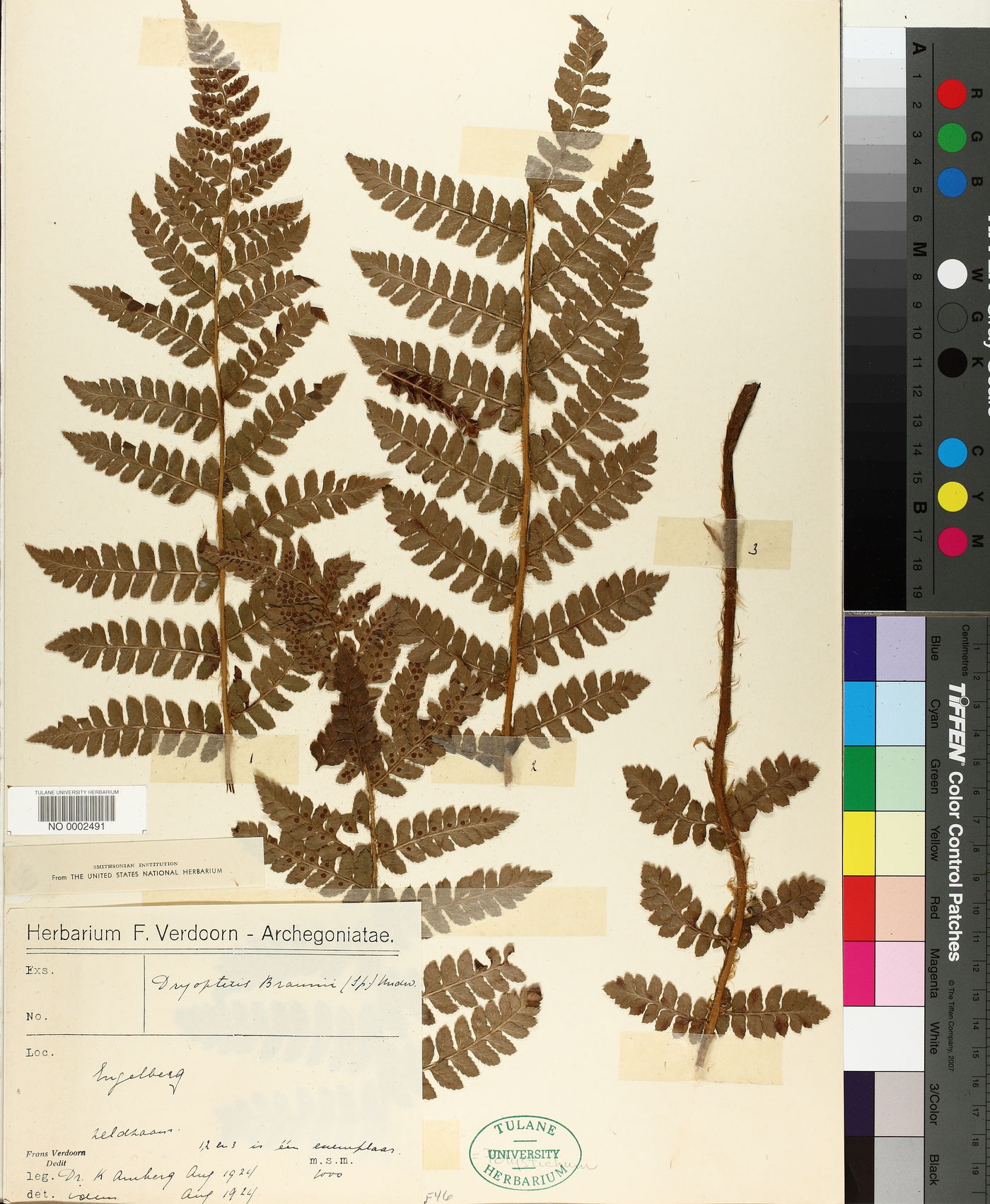 Polystichum braunii image