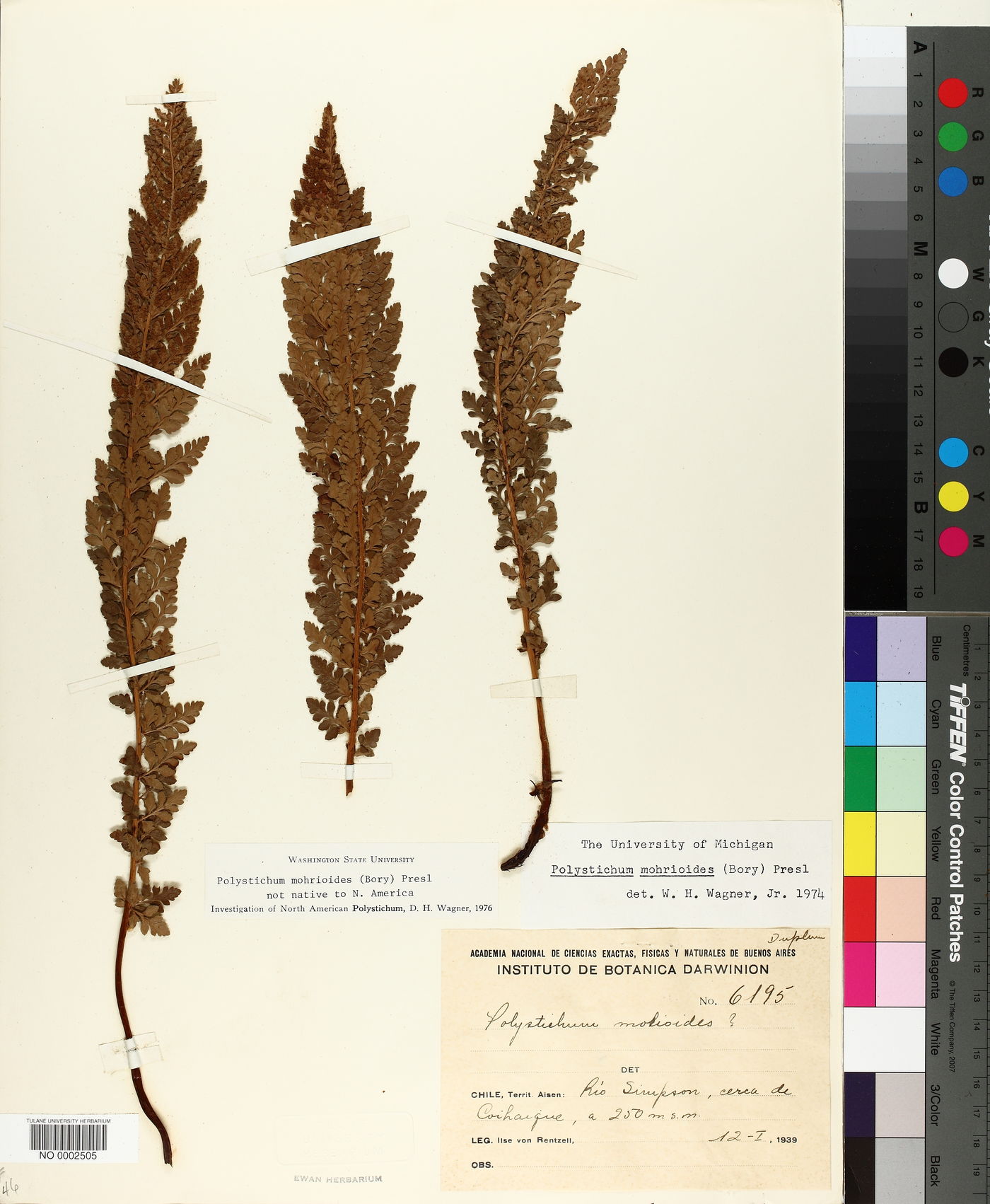 Polystichum mohrioides image