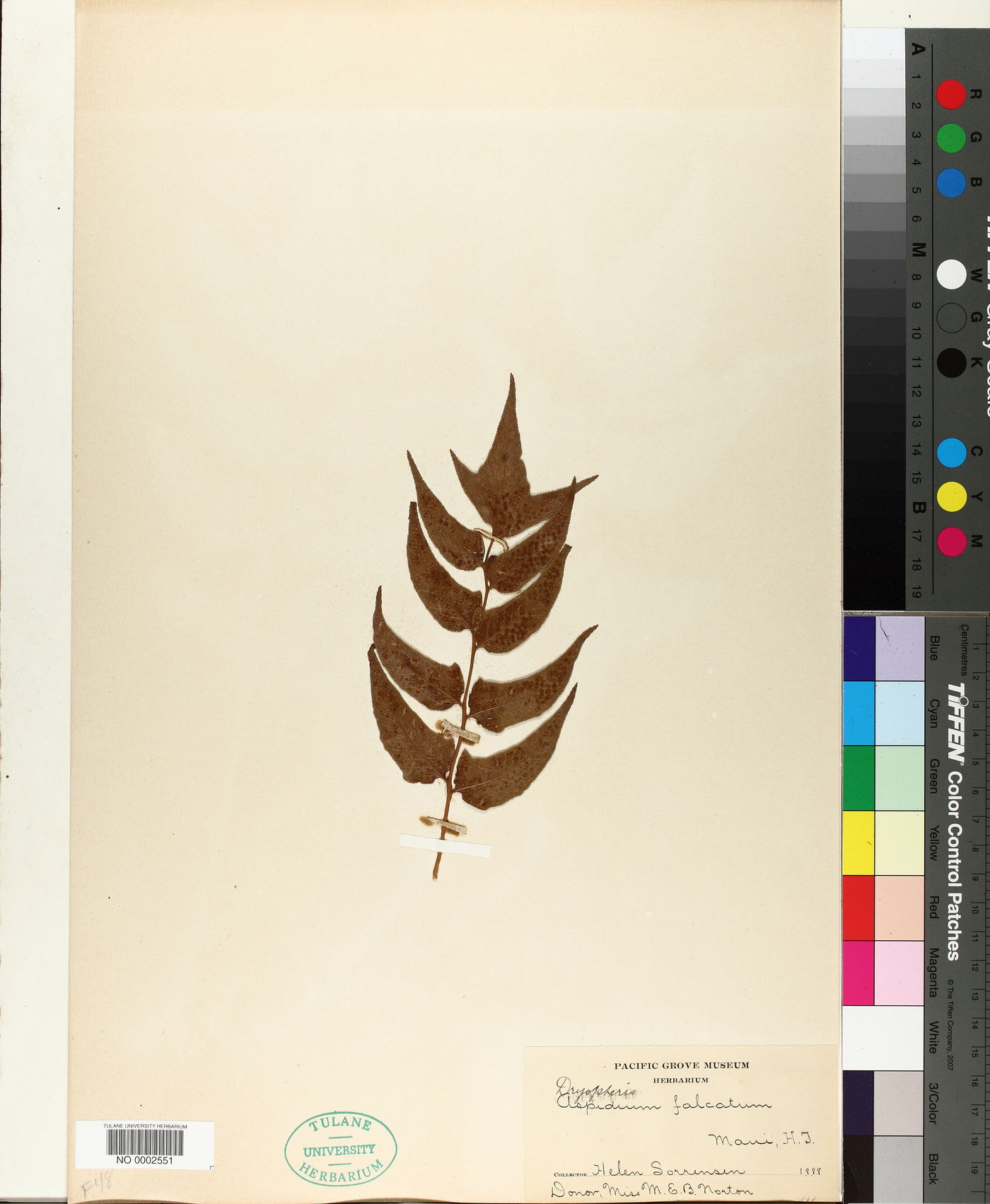 Dryopteris falcata image