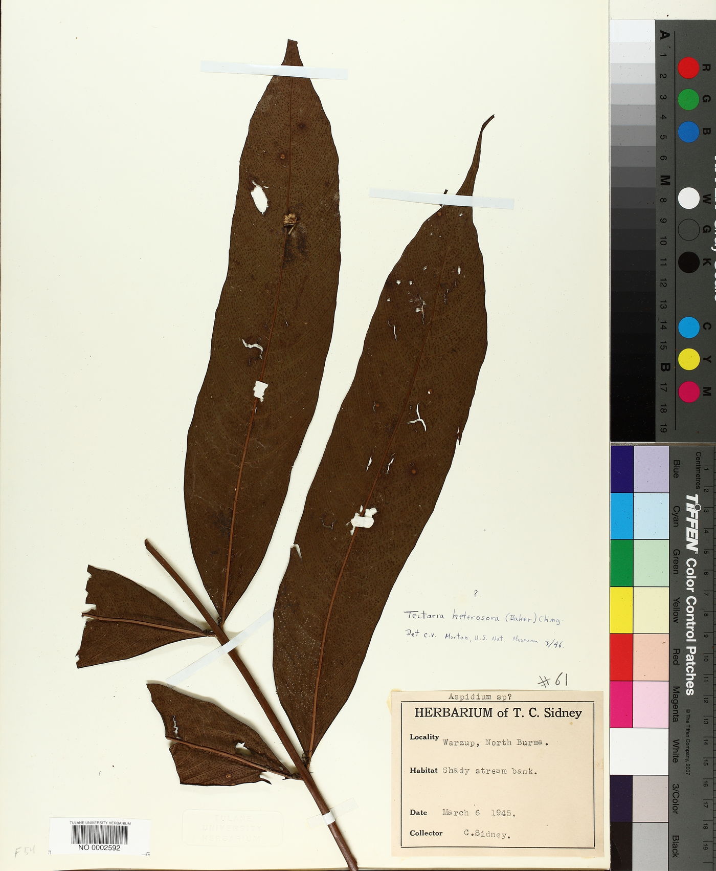 Tectaria heterocarpa image