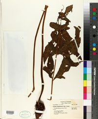 Tectaria martinicensis image
