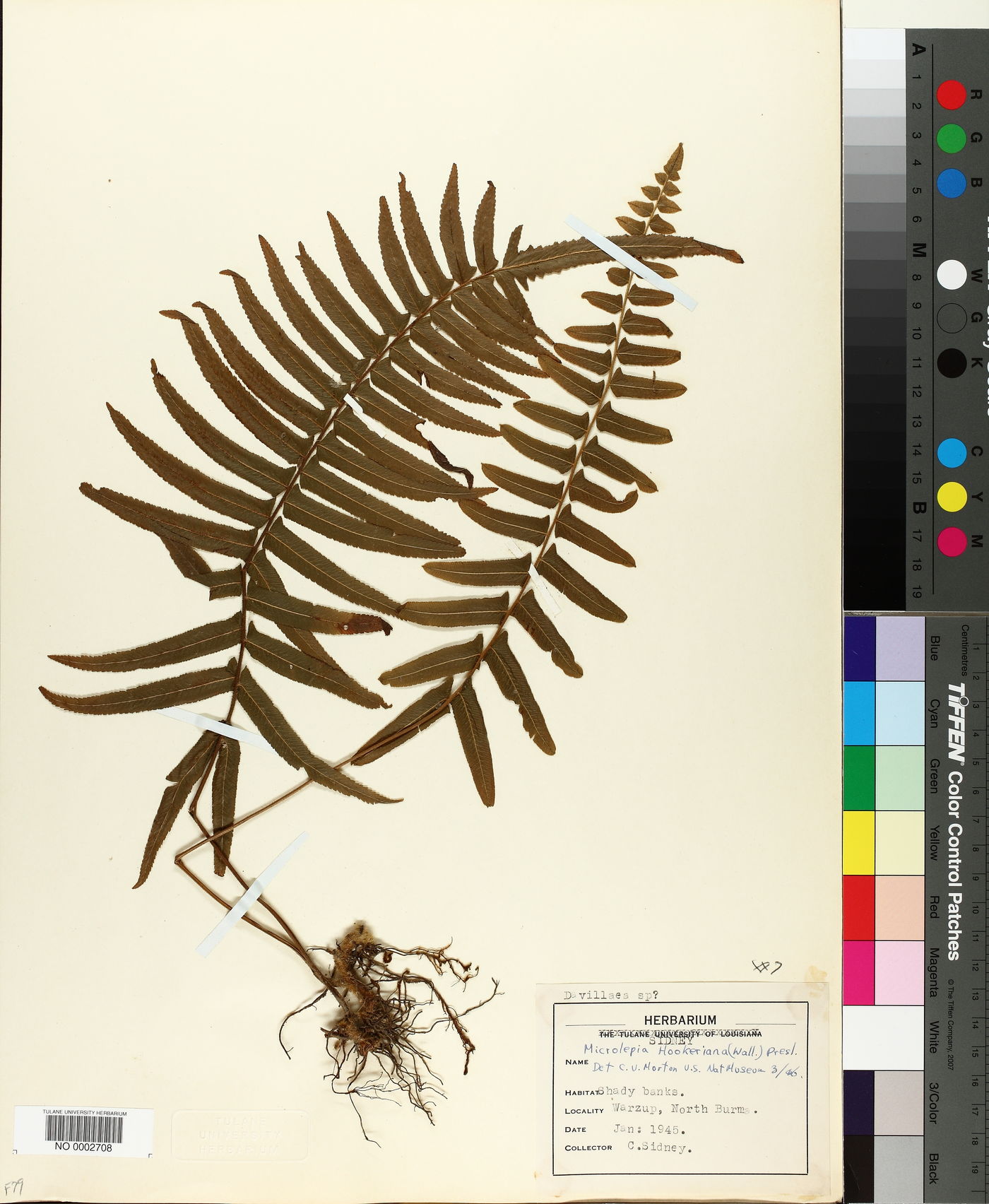 Microlepia hookeriana image