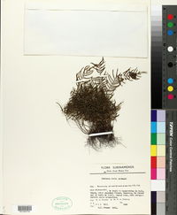 Image of Lindsaea dubia