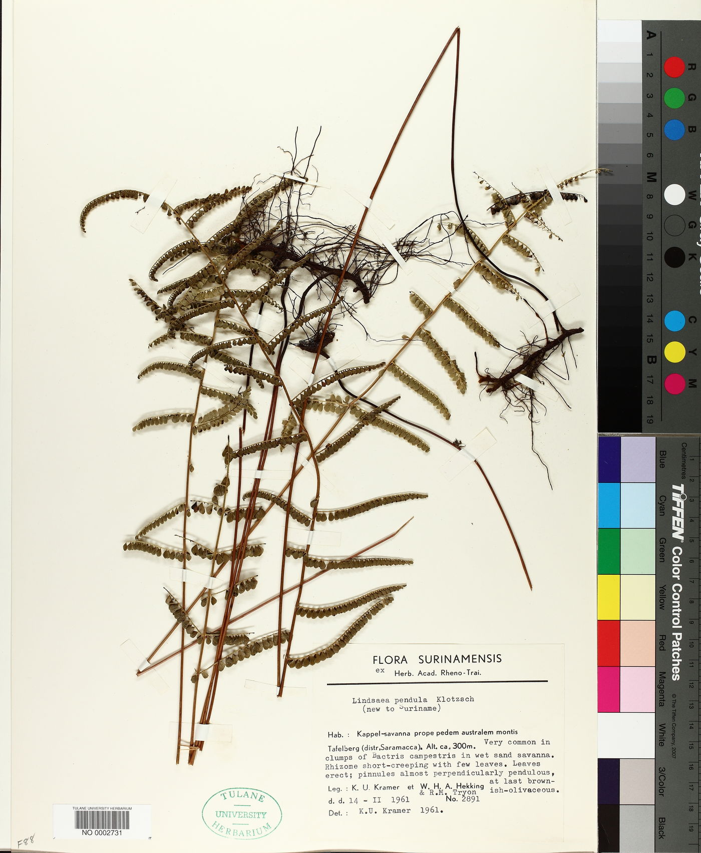Lindsaea pendula image
