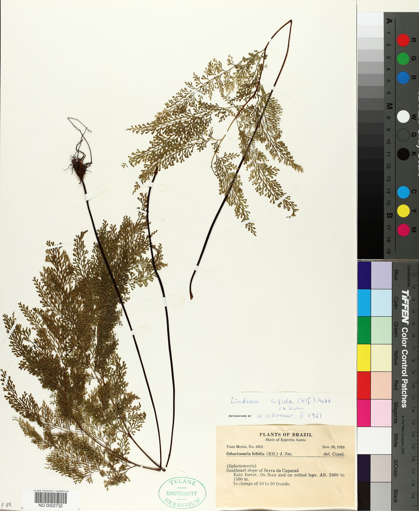 Lindsaea bifida image