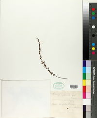 Lindsaea pulchella subsp. blanda image