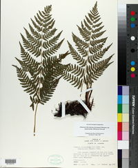 Athyrium filix-femina var. asplenioides image