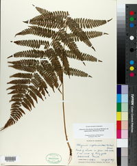 Athyrium filix-femina var. asplenioides image