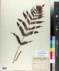 Athyrium filix-femina var. asplenioides image