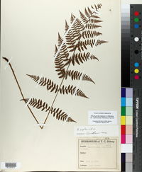 Athyrium filix-femina var. asplenioides image
