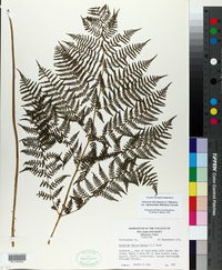 Athyrium filix-femina var. asplenioides image