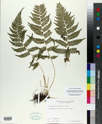 Athyrium filix-femina var. asplenioides image