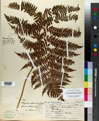 Athyrium filix-femina var. asplenioides image