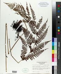 Athyrium filix-femina var. asplenioides image