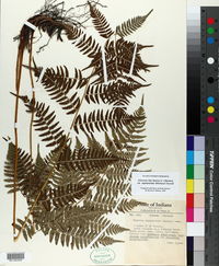 Athyrium filix-femina var. asplenioides image
