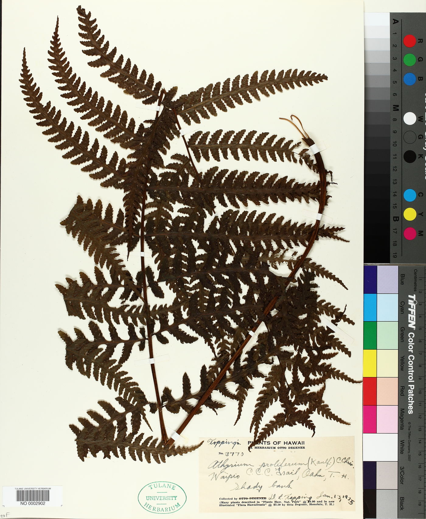 Athyrium proliferum image