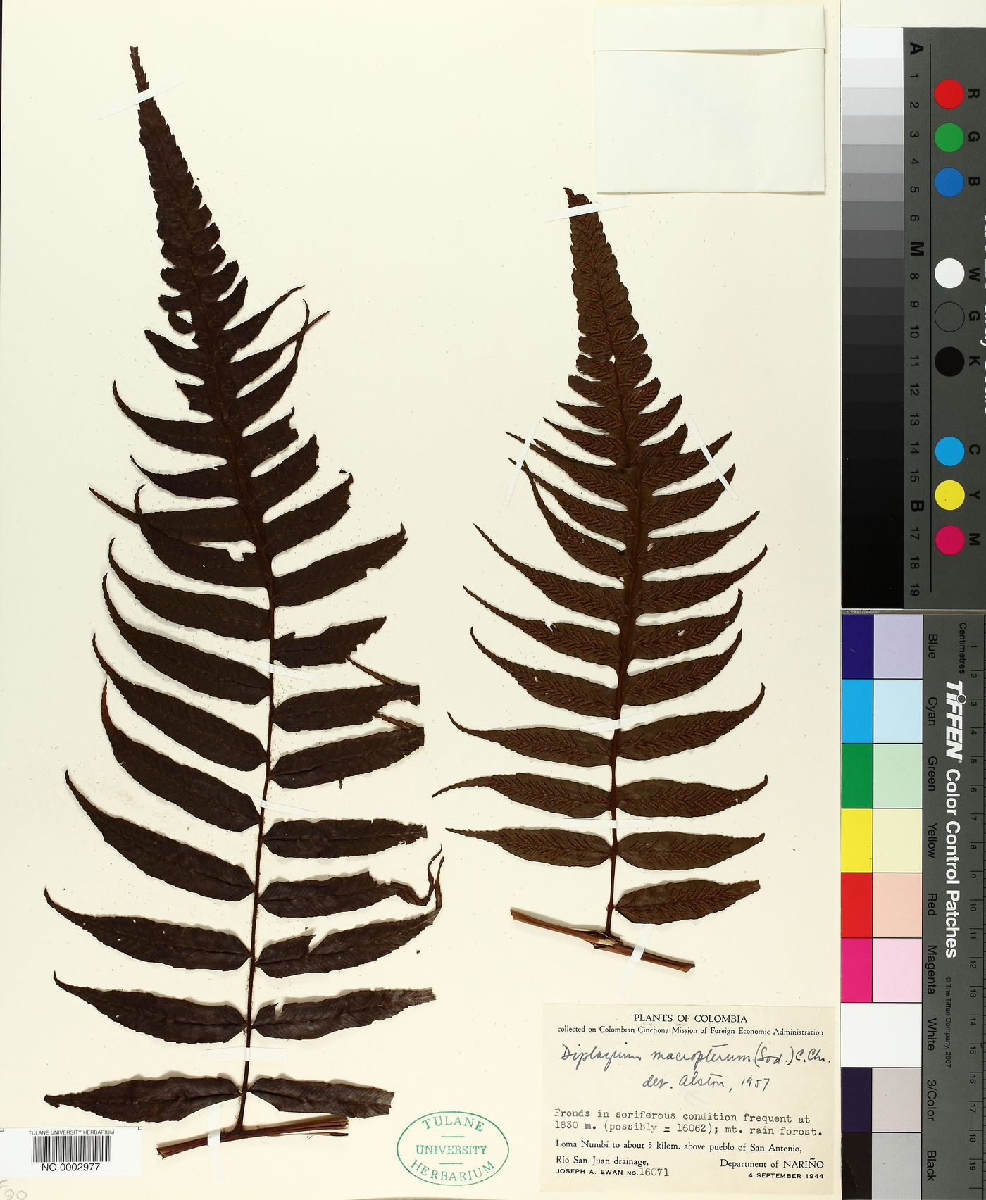 Diplazium venulosum image