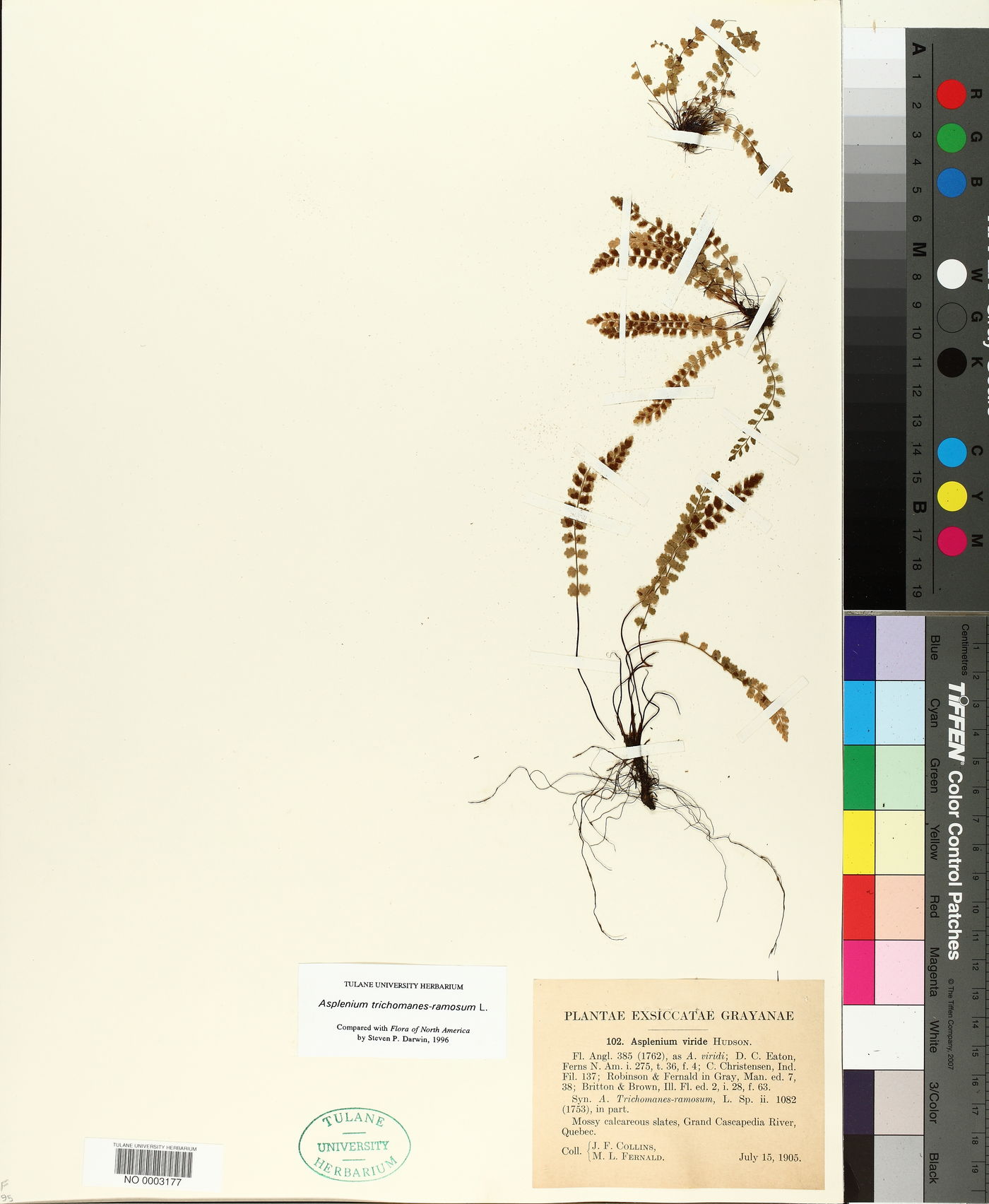 Asplenium trichomanes-ramosum image