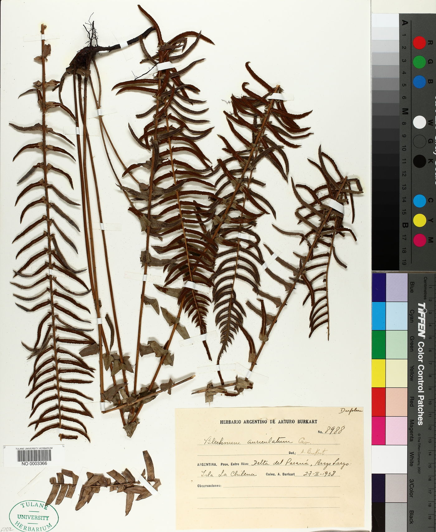 Blechnum auriculatum image