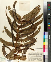 Blechnum cordatum image