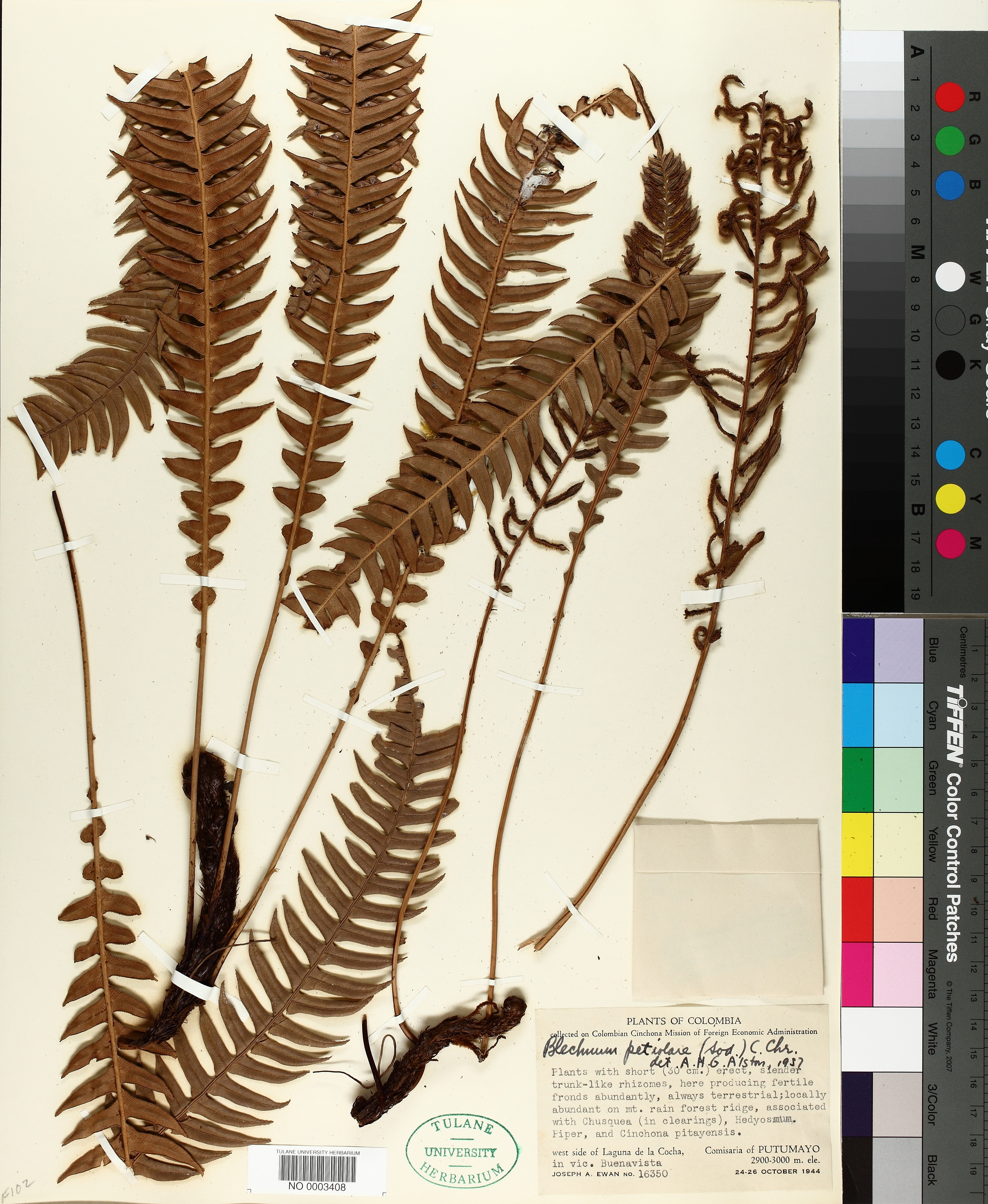 Blechnum petiolare