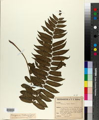 Image of Lomagramma sorbifolia