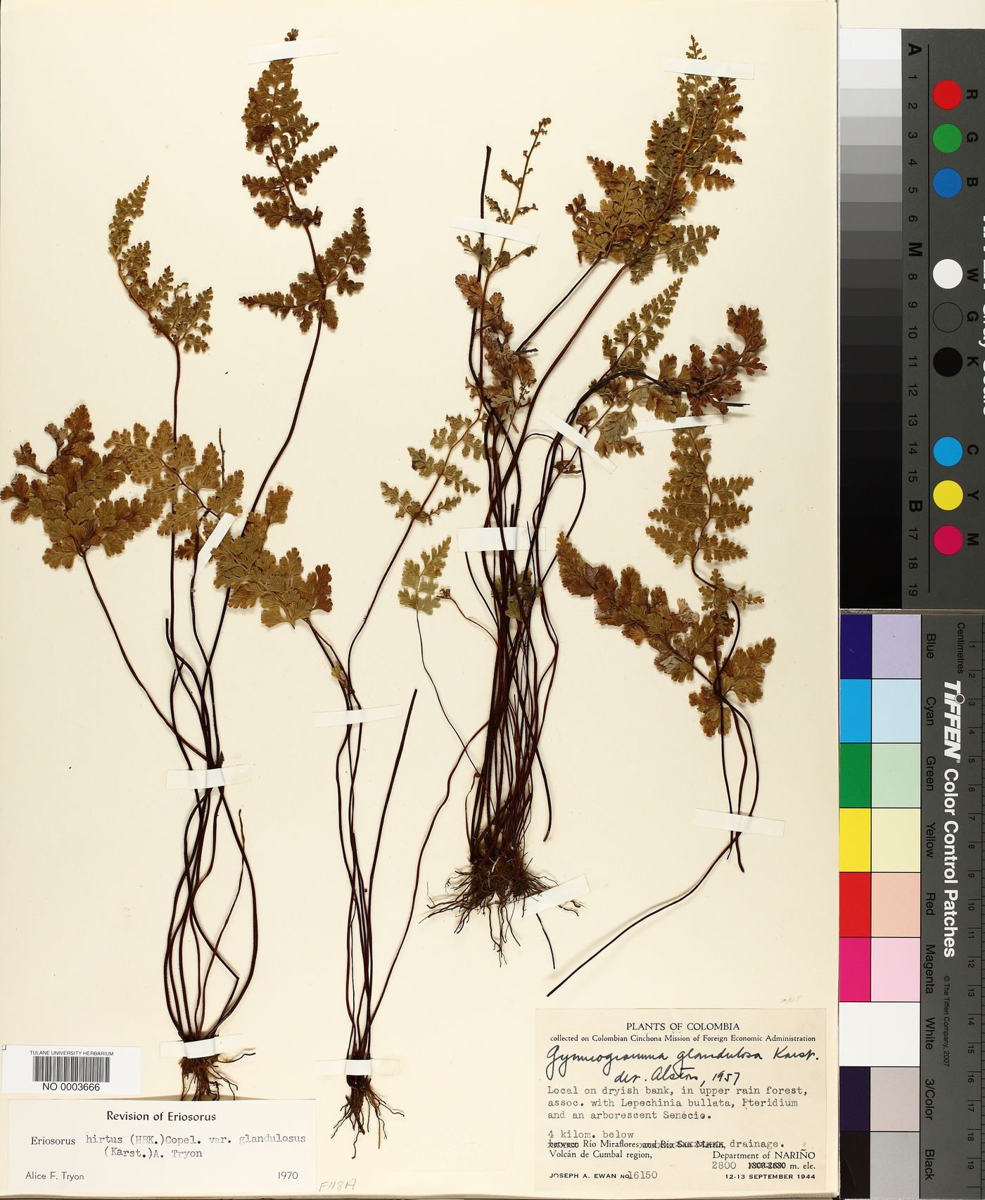 Eriosorus hirtus image