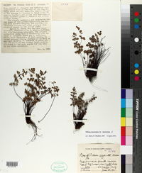 Pellaea mucronata subsp. mucronata image