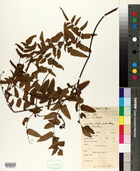 Pellaea viridis var. macrophylla image