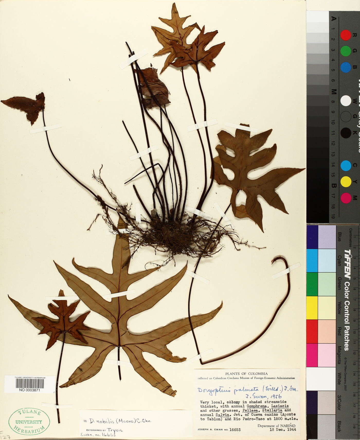 Doryopteris nobilis image