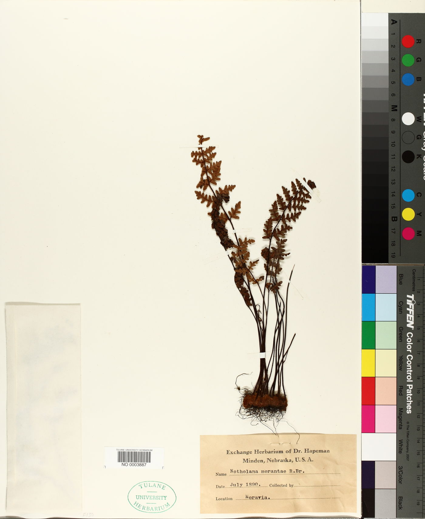 Notholaena marantae image