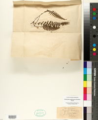 Myriopteris alabamensis image