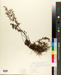 Gaga angustifolia image