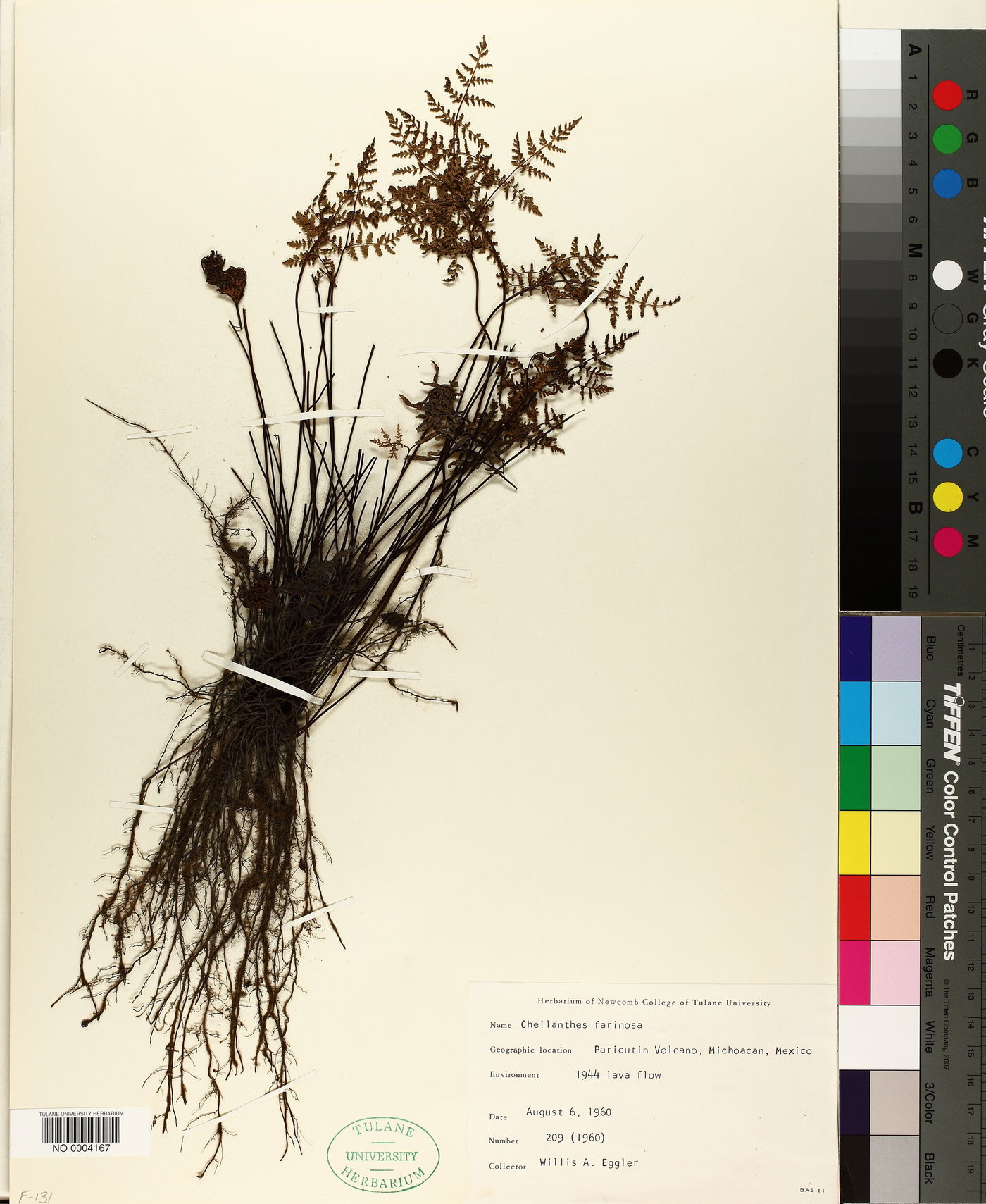 Aleuritopteris farinosa image