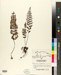 Cheilanthes microphylla image