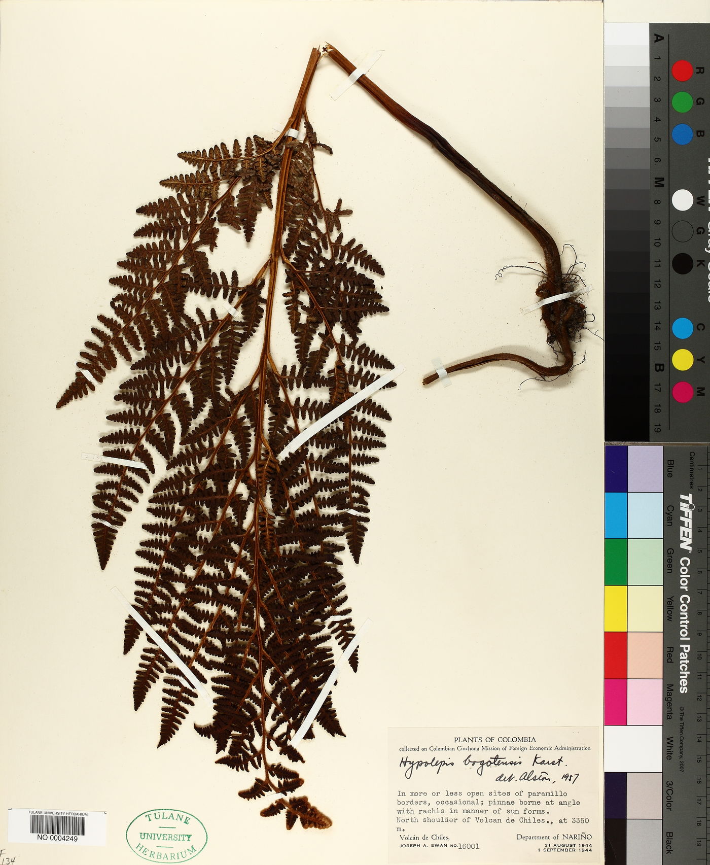 Hypolepis bogotensis image
