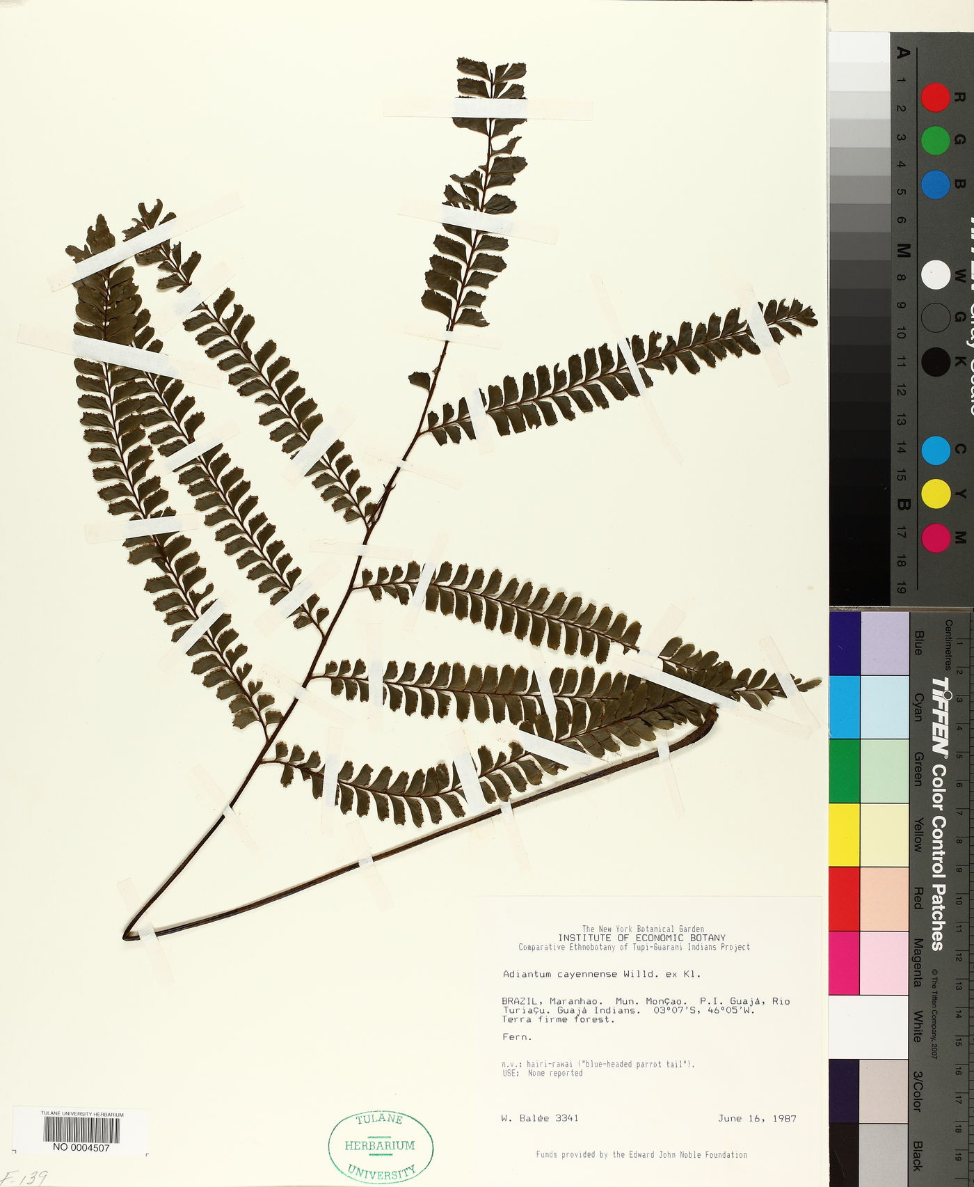 Adiantum cajennense image