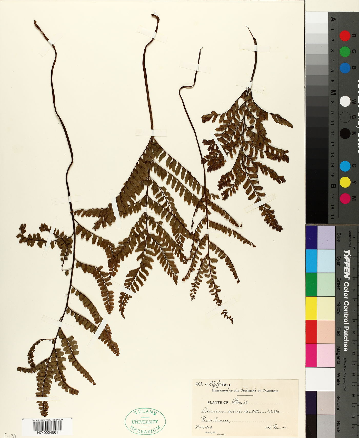 Adiantum serratodentatum image