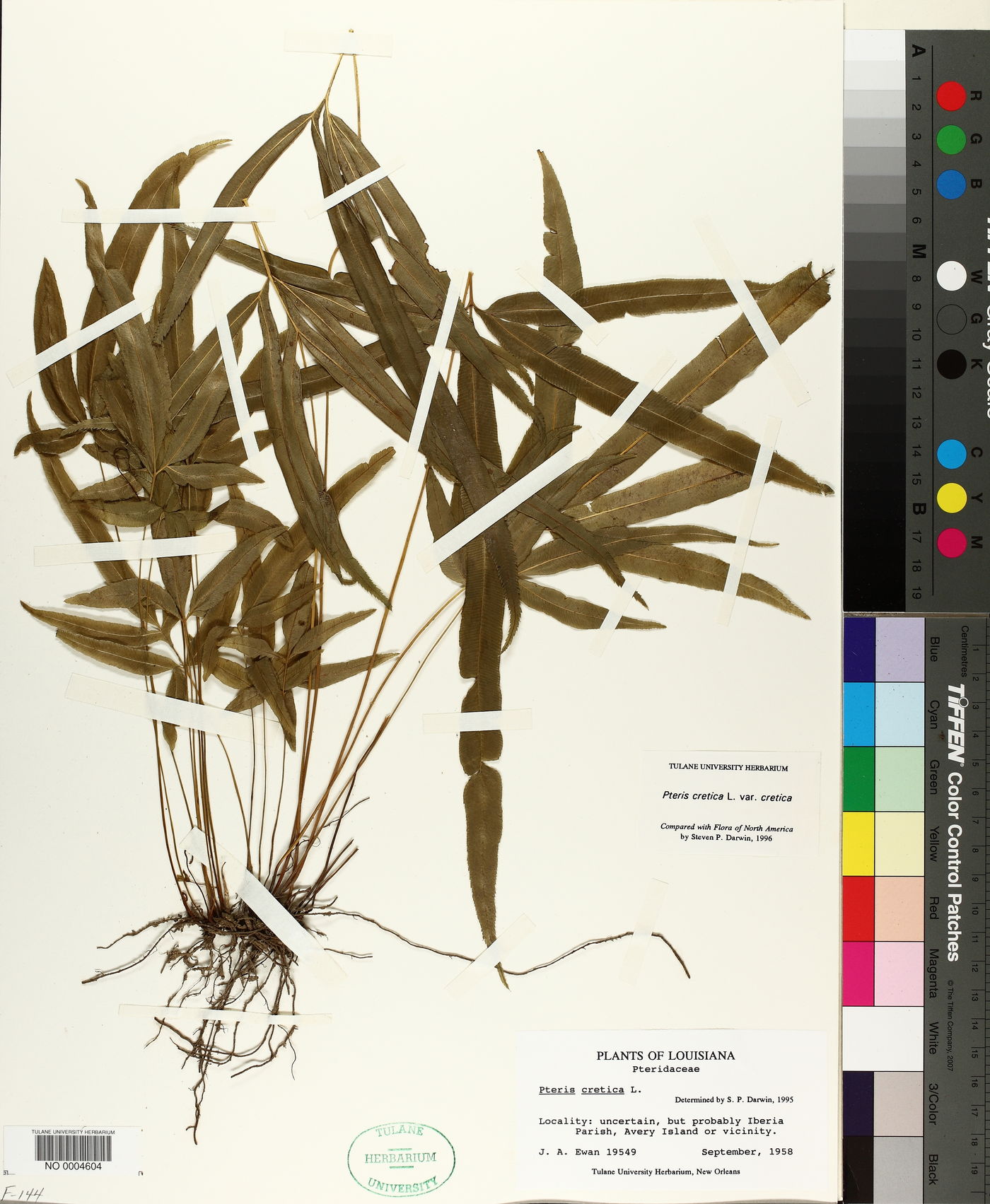 Pteris cretica var. cretica image