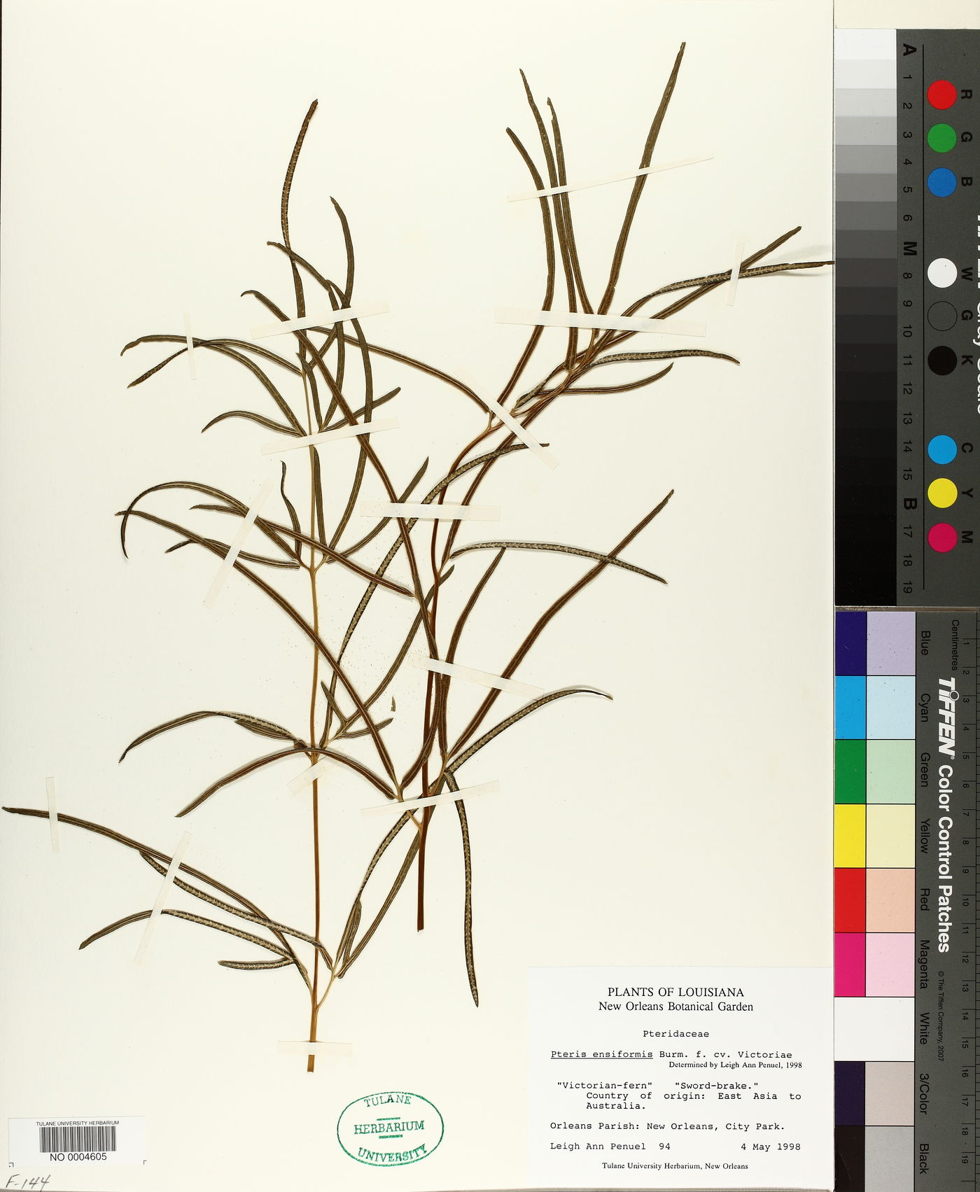 Pteris ensiformis image