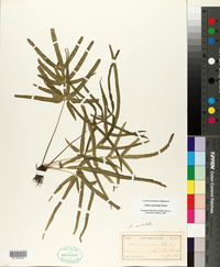 Pteris multifida image