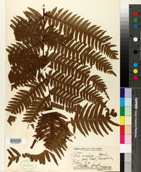 Pteris excelsa image