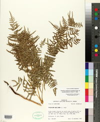 Pteridium latiusculum var. pseudocaudatum image