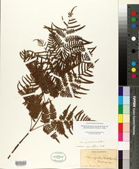 Pteridium aquilinum subsp. pseudocaudatum image